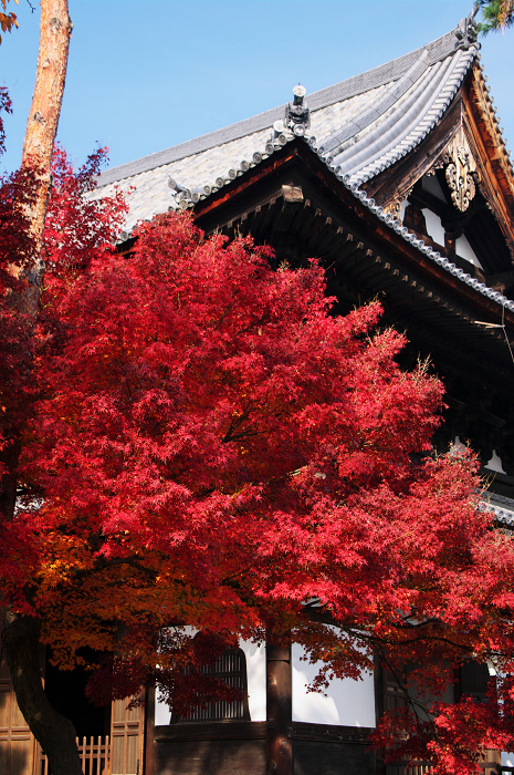 真っ赤な秋（相国寺）_f0155048_0101262.jpg