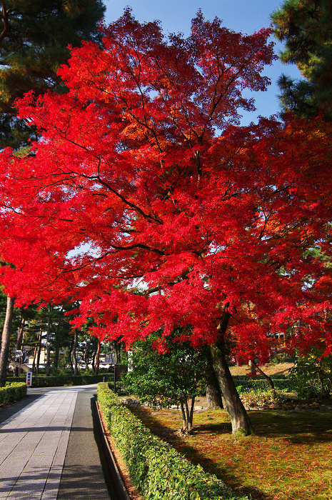 真っ赤な秋（相国寺）_f0155048_0102485.jpg