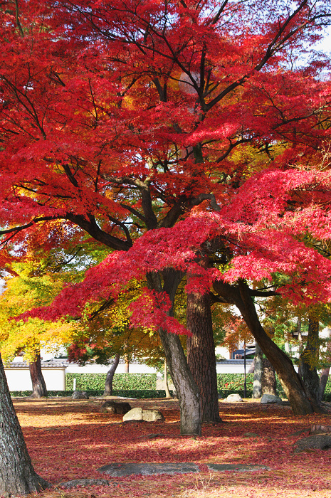 真っ赤な秋（相国寺）_f0155048_0102992.jpg