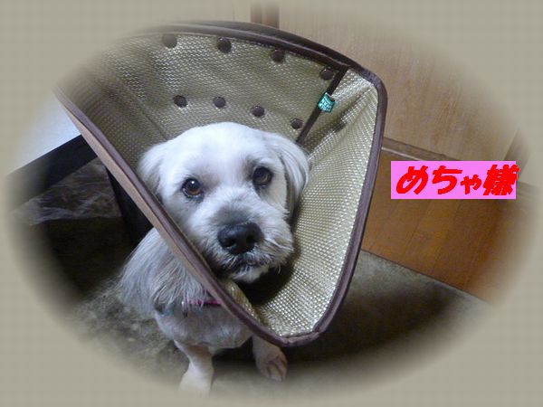 エリマキ犬_a0130451_19514734.jpg