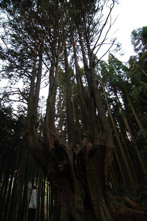 巨樹2連発　五ヶ瀬・祇園のヒノキと椎葉・大久保のヒノキ_b0123359_20372953.jpg