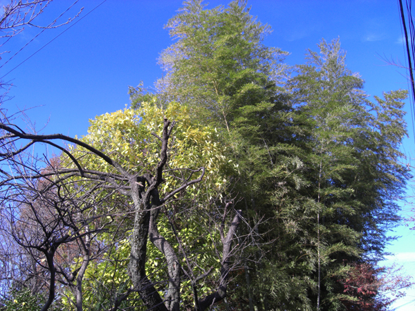 a0053063_1341523.jpg