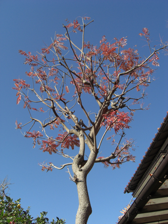 千川上水・国分寺市の自然_a0053063_1343816.jpg