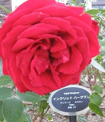 e0041168_10304941.jpg