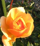 e0041168_10404740.jpg