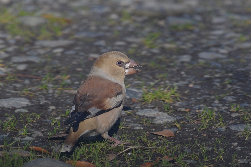 シメ_f0053272_2231467.jpg