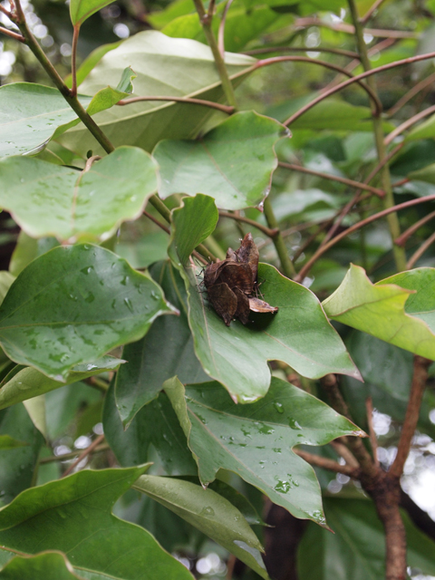 雨の日の越冬ムラサキツバメ_b0053192_18265697.jpg