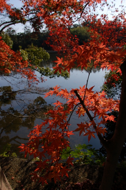 紅葉＝季節外れ。_e0097197_21143551.jpg