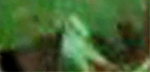 e0103408_12312260.gif