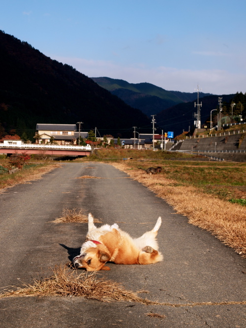 特に話題がない時は・・・犬です！_f0135908_20522826.jpg