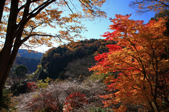 小原の四季桜～前編～_f0181310_083093.jpg