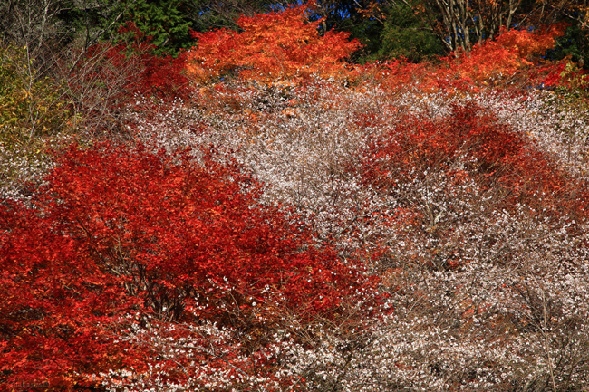 小原の四季桜～前編～_f0181310_084280.jpg