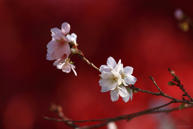 小原の四季桜～前編～_f0181310_084851.jpg