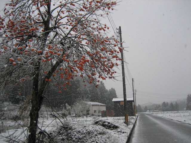 初雪だよ～_f0067514_8332432.jpg