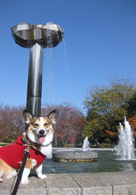 モモチちゃんと紅葉デート~♪ ~紅葉とボク編~_f0155118_12595125.jpg
