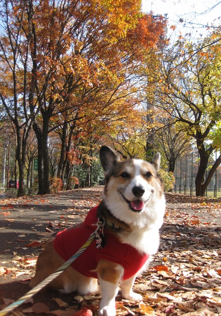 モモチちゃんと紅葉デート~♪ ~紅葉とボク編~_f0155118_13113497.jpg