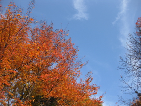 モモチちゃんと紅葉デート~♪ ~紅葉とボク編~_f0155118_13125175.jpg