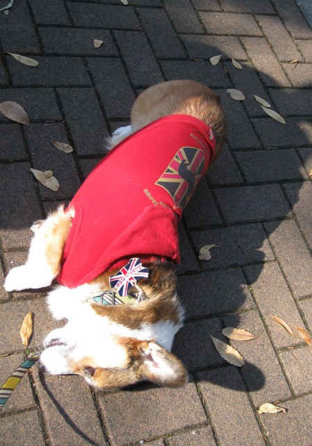 モモチちゃんと紅葉デート~♪ ~紅葉とボク編~_f0155118_13131192.jpg