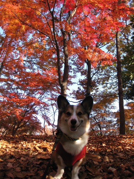 モモチちゃんと紅葉デート~♪ ~紅葉とボク編~_f0155118_1323859.jpg