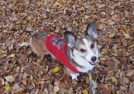 モモチちゃんと紅葉デート~♪ ~紅葉とボク編~_f0155118_1326588.jpg