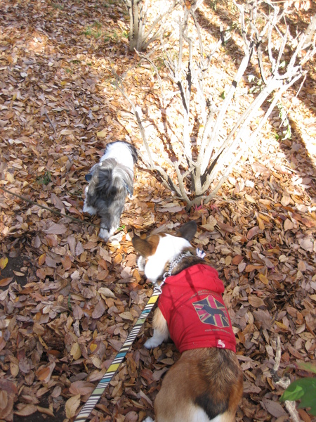 モモチちゃんと紅葉デート~♪ ~紅葉とボク編~_f0155118_139132.jpg
