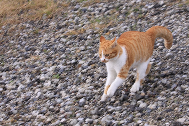 キャッツラン_a0076825_20133128.jpg