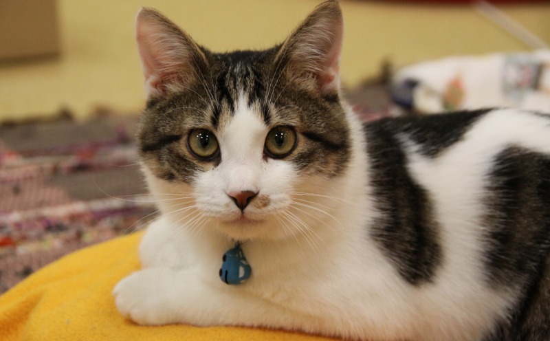 福島市福島 猫cafe あいきゃっと福島店 新 間違いだらけの猫カフェ選び