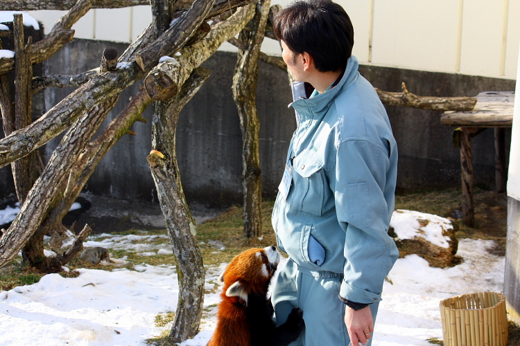 おねだりレッサーパンダ 12月15日_f0113639_1511878.jpg