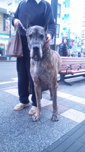 ☆でっかい犬☆_b0139547_864248.jpg