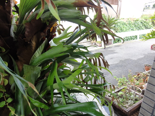 c0108460_14174523.jpg