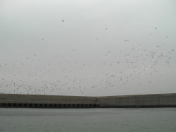 b0181767_1683593.jpg