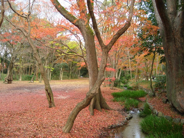 まだ……紅葉_e0106372_2081363.jpg