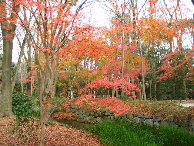 まだ……紅葉_e0106372_208721.jpg