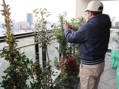 植栽_b0200291_17372367.jpg