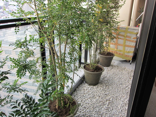 植栽_b0200291_1782184.jpg