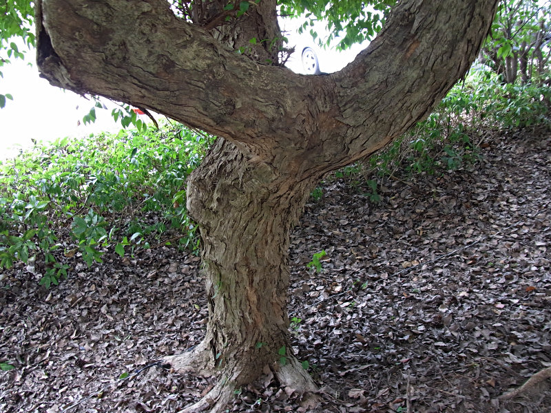 f0204094_1982432.jpg