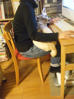 ふぐ派?あら（くえ）派?_f0232994_6225332.jpg