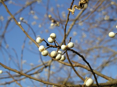 冬の青空に白い実いっぱい 毎日 Photo 日和 信州蓼科と南国鹿児島の風景