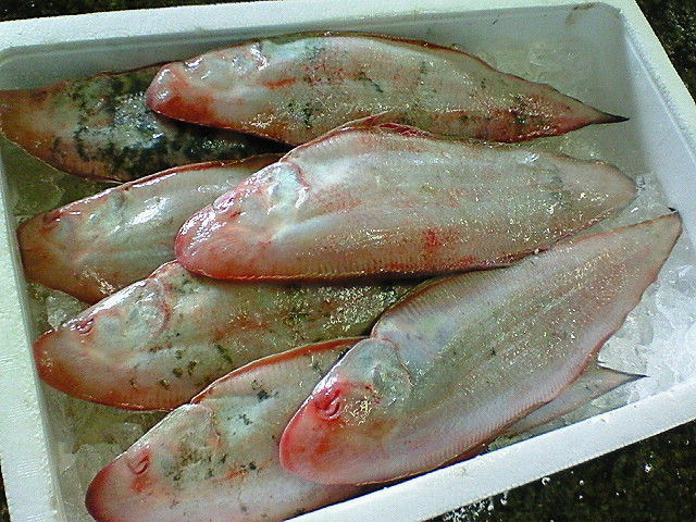 赤舌平目 玉島魚市場 お魚情報 赤舌平目 玉島魚市場 お魚情報