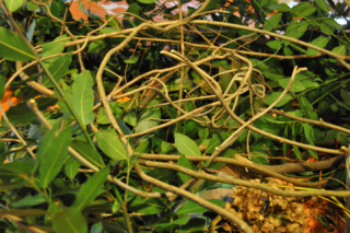 f0188408_1644456.jpg