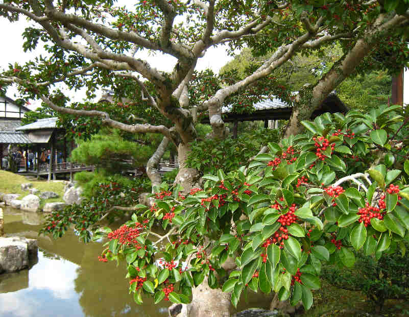 秋の京都てくてく旅　高台寺_d0154609_1113524.jpg