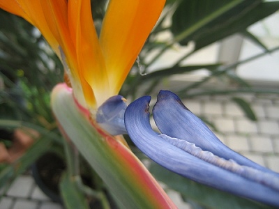 今日の誕生花と花言葉 ストレリチア 極楽鳥花 Hanazakka 花雑貨