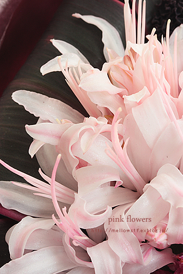 ピンクのお花。_d0124248_19404686.jpg