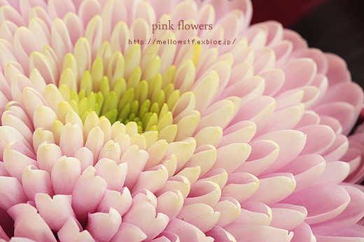 ピンクのお花。_d0124248_1941439.jpg
