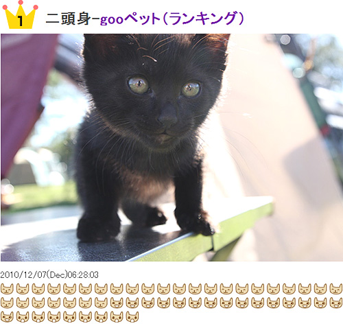 ◆ペット写真ランキング1位獲得にゃ!! ♪ヽ(∇⌒= )( =⌒∇)ノ♪_d0199754_18564631.jpg