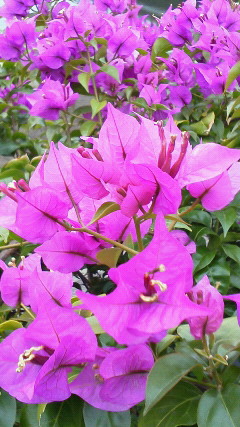c0185858_1338467.jpg
