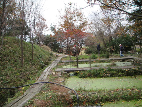 H22年12月度植物調査_c0108460_1515784.jpg