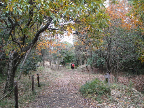H22年12月度植物調査_c0108460_15164878.jpg