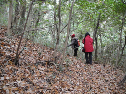 H22年12月度植物調査_c0108460_1517252.jpg