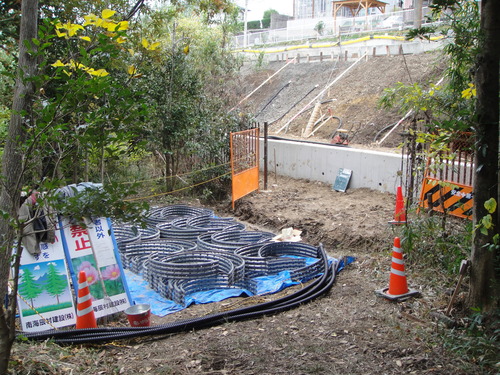 H22年12月度植物調査_c0108460_15251613.jpg
